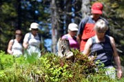 Bergwanderer - insbesondere ältere Personen - sind sich der Gefahren beim Wandern oft nicht oder nur ungenügend bewusst. (Symbolbild) (Bild: Archiv / Markus von Rotz)