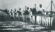 Die Recksektion des Turnvereins Sursee am Turnfest in Arth 1930. (Bild: Turnverein Sursee)