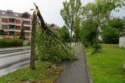 Der Sturm knickte diesen Baum an der Erlenstrasse in Emmenbrücke um. (Bild: Leserbild Thesy Wittwer-Wolf)