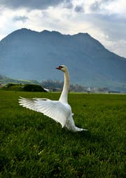 Schwäne auf einer Wiese bei Buochs. (Bild: Nadia Schärli / Neue LZ)