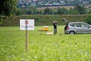 Flugkastentreffen in Sursee: Wettbewerbsteilnehmer Hans Ganz beobachtet seine Tiere in der Luft. Hinter ihm warten Locktauben, die die fliegenden Künstler wieder zu ihm bringen sollen. (Bild Pius Amrein)