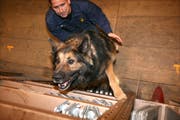 Ein Polizeihund bei der Arbeit. (Symbolbild Nadia Schärli/Neue LZ)