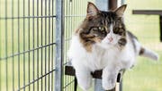 Immer wieder werden Katzen aus Ferienorten ohne Bewilligung in die Schweiz gebracht. (Bild: Stefan Kaiser (Allenwinden, 3. April 2017))