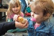 Ein besonderer Moment: Tabea (vorne) und Yael gestern beim Streicheln eines Kükens. (Bild Eveline Beerkircher)