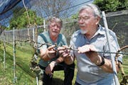 Ferdi Lötscher (links) und Konrad Bucher von der Rebbaugenossenschaft Steinhausen kontrollieren die Reben. Der Grossteil der Triebe ist erfroren (kleines Bild). (Bild: Werner Schelbert (Steinhausen, 24. April 2017))