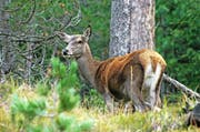 Eine Hirschkuh im Nationalpark. In Uri müssen weitere weibliche Hirsche erlegt werden. (Bild: pd)