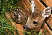 Über hundert Rehkitze fallen den Mähmaschinen jedes Jahr im Kanton Luzern zum Opfer. (Bild: Nadia Schärli/Archivbild)