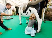 Beim Handmelken merkt man: Milch kommt aus der Kuh, nicht aus dem Tetra Pack.Bild: Stefan Kaiser (Zug, 24. Oktober 2016)