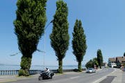 Sechs Pappeln entlang der Artherstrasse sind in einem schlechten Zusatand. Sie werden im Rahmen der Strassensanierung durch Eichen ersetzt. (Bild: Stefan Kaiser (Neue ZZ))