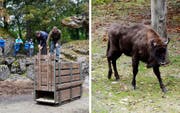 In diesem Holzkonstrukt (links) ist das Wisent innerhalb des Tierpark Goldau umplatziert worden. Jetzt geniesst es das neue Zuhause. (Bild: PD)