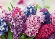 Die Hyazinthe ist mit ihrem schwülstigen Duft eine beliebte Frühlingsbotin. (Bild: Getty)