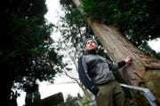 Pascal Erni gibt Auskunft über den Zustand der Bäume auf dem Friedhof Zug. (Bild Stefan Kaiser/Neue ZZ)