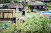 Ramona Geiger (24) und Claude Hagen (27) arbeiten derzeit ungefähr acht Stunden die Woche in ihrem 317 Quadratmeter grossen Schrebergarten im Gebiet Sedel. (Bild: Manuela Jans-Koch / Neue LZ)
