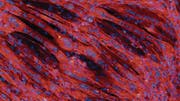 Der Natur nachempfunden: Ein Geflecht aus Muskelfasern wächst auf einem Gerüst aus gesponnenem Kunststoff. Unter dem Laser-Scanning-Mikroskop erscheinen Muskelfasern rot und Zellkerne blau. (Bild: Empa)