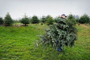 Die Tannen aus lokaler Produktion sind beliebt: Christoph Bucher betreibt im aargauischen Oberrüti eine eigene Christbaumkultur. (Bild: Dominik Wunderli)