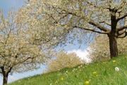 Kirschbäume auf dem Walchwilerberg stehen in Blüte. (Bild: pd)
