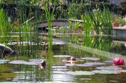 Raffiniert: Die Pflanzen reinigen das Wasser des Schwimmteichs. (Bild: zvg / Niederberger + von Wyl AG)