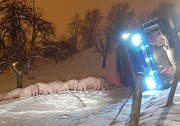 Die Schweine neben dem umgekippten Lastwagen. (Bild Luzerner Polizei)