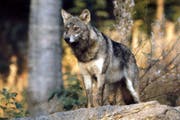 Gerade im Sommer sind Schafe und Geissen auf der Alp einer erhöhten Gefahr von Wolfangriffen ausgesetzt. (Bild: Romano Cuonz)