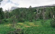 Moore wie dieses im Biosphärenreservat Entlebuch verlieren in der Schweiz immer mehr an Fläche. (Bild: Christian Beutler/KEY (Flüehli, 29. Juni 2016))