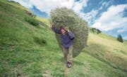 Die Luzerner Bergbauernbevölkerung lebt auf rund 1600 Landwirtschaftsbetrieben. (Symbolbild: Urs Flüeler/Keystone)