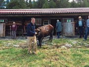 Oben: Zwei Eringer Kühe bei einem Showkampf am Zuger Stierenmarkt 2009. Unten: Thomas Aeschi mit seiner Lulu im Stall (links) und mit der Patenkuh Sheila auf der Alp Tschorr im Wallis. (Bild: PD/Thomas Aeschi)