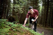 Mario Garcia pflückt während der Wanderung im Wald beim Holderchäppeli Klee für ein Picknick der gehobenen Art. (Bild Corinne Glanzmann)