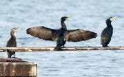 Sie sind majestätische Vögel und zugleich begnadete Fischer: Die Kormorane am Sempachersee sind allerdings nicht bei allen erwünscht. (Bild: Keystone / Sigi Tischler)