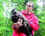 Tierarzt Martin Wehrle pflegt den Bartgeier Noel-Leya im Tierpark Goldau wieder gesund. (Bild: PD)