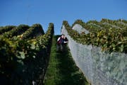 Auf Kontrolltour: Mitglieder der Weinbaugenossenschaft Erli-Reben in Steinhausen.Bild: Stefan Kaiser (4. Oktober 2016)