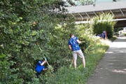 Am Dammweg wurde eine junge Frau vergewaltigt. Polizisten suchen den Tatort nach Spuren ab. (Bild: Beatrice Vogel (Emmenbrücke, 22. Juli 2015))