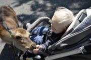 Das schmeckt: eine Hirschdame wird gefüttert. (Bild: PD)