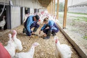 Die Migros-Trutenproduktion in Ungarn kann den Schweizer Standard für artgerechte Tierhaltung bereits erfüllen. (Bild: PD)