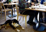 Ein Hund im Restaurant. Ist das okay? (Bild: LZ)