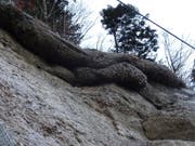 Die Schutznetze sind voll mit Geröll. An der Rigi drohte akute Steinschlaggefahr. (Bild: PD (Goldau, 22. Februar 2017))