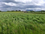Mitten durch diese Seetaler Landschaft würde die geplante Talstrasse führen. (Bild: querfeldein.ch)
