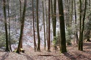 Ein vielfältiger Mischwald. (Bild: pd)