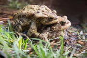 Ein Krötenmännchen lässt sich vom Weibchen ans Ufer tragen. (Bild: Keystone/Arno Balzarini)