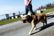 Noch muss dieser Hundehalter sein Tier nicht an die Leine nehmen. (Bild Werner Schelbert)
