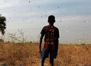 Ein Junge wartet auf Lebensmittelhilfen, die World Food Programme über dem südsudanesischen Dorf Rubkuai abwirft. (Bild: Siegfried Modola/Reuters (18. Februar 2017))