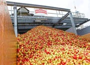 Dieses Jahr verarbeitete Ramseier rund 45'000 Tonnen Mostobst. (Bild: PD)