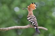 Der Wiedehopf ist von der Schweizer Bevölkerung zum „Atlasvogel“ und damit zum Maskottchen für den Brutvogelatlas 2013–2016 gewählt worden. (Bild: Vogelwarte / Marcel Burkhardt)