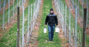 Philipp Hotz hat einen Teil seines Betriebs mit Paraffinkerzen ausgestattet (grosses Bild). In Rotkreuz werden die Erdbeeren mit einer Wärmeluftanlage vor der Kälte geschützt. (Bilder: Stefan Kaiser/PD)