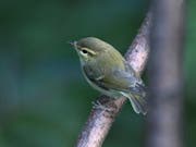 Einer der ersten in der Schweiz geschlüpften Jungvögel des Grünlaubsängers. (Bild: Vogelwarte Sempach/Lionel Maumary)