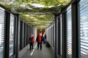 Der «Waldachin» in der Passerelle belebt das Spital. (Bild: Romano Cuonz / Neue OZ)