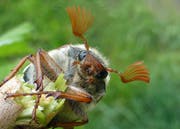 Die Larven des Maikäfers machen den Bauern zu Schaffen. (Bild: Leserbild Marianne Schmid)