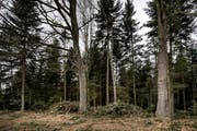 Ein Waldstück im Kanton Luzern. (Bild: Pius Amrein)