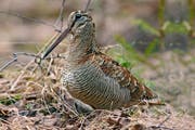 Mit ihrem fein gemusterten grauen und braunen Gefieder ist die Waldschnepfe hervorragend getarnt. (Bild: PD/Jürgen Schiersmann)