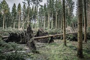 Entwurzelte und umgestürzte Bäume: Hier hat Sturm Burglind gewütet. (Bild: Pius Amrein (Hohenrain, 8. Januar 2018))