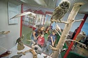 Eine Familie schaut sich die Ausstellung des Natur-Museums an. (Bild: Pius Amrein (Luzern, 5. September 2014))